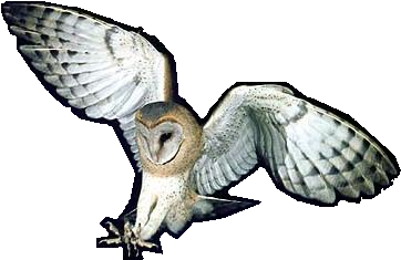 magick owl symbol
